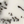 Dendriet Opaal